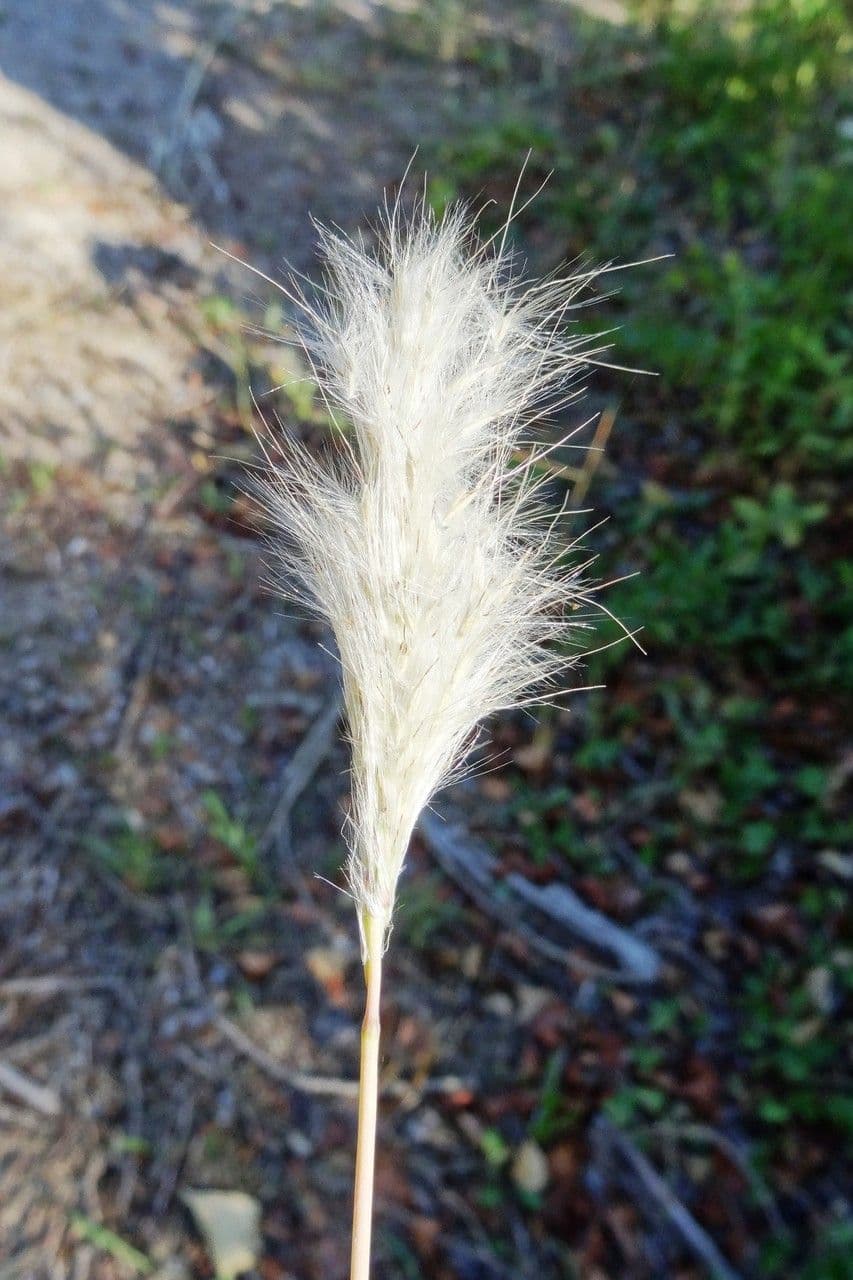 Bothriochloa barbinodis