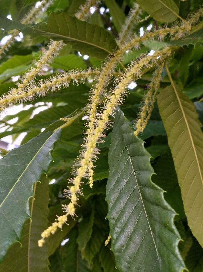 Castanea sativa