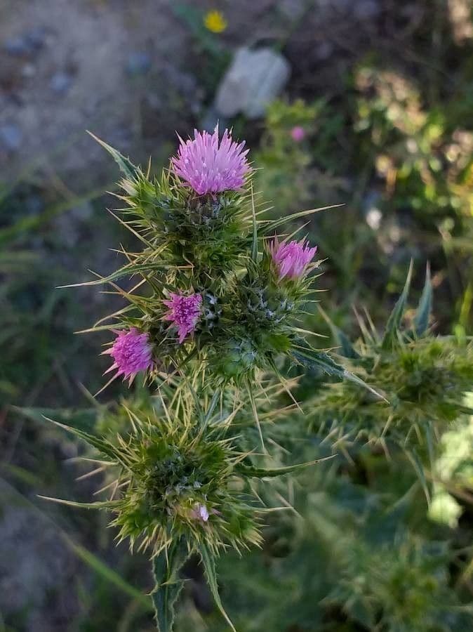 Carduus tenuiflorus