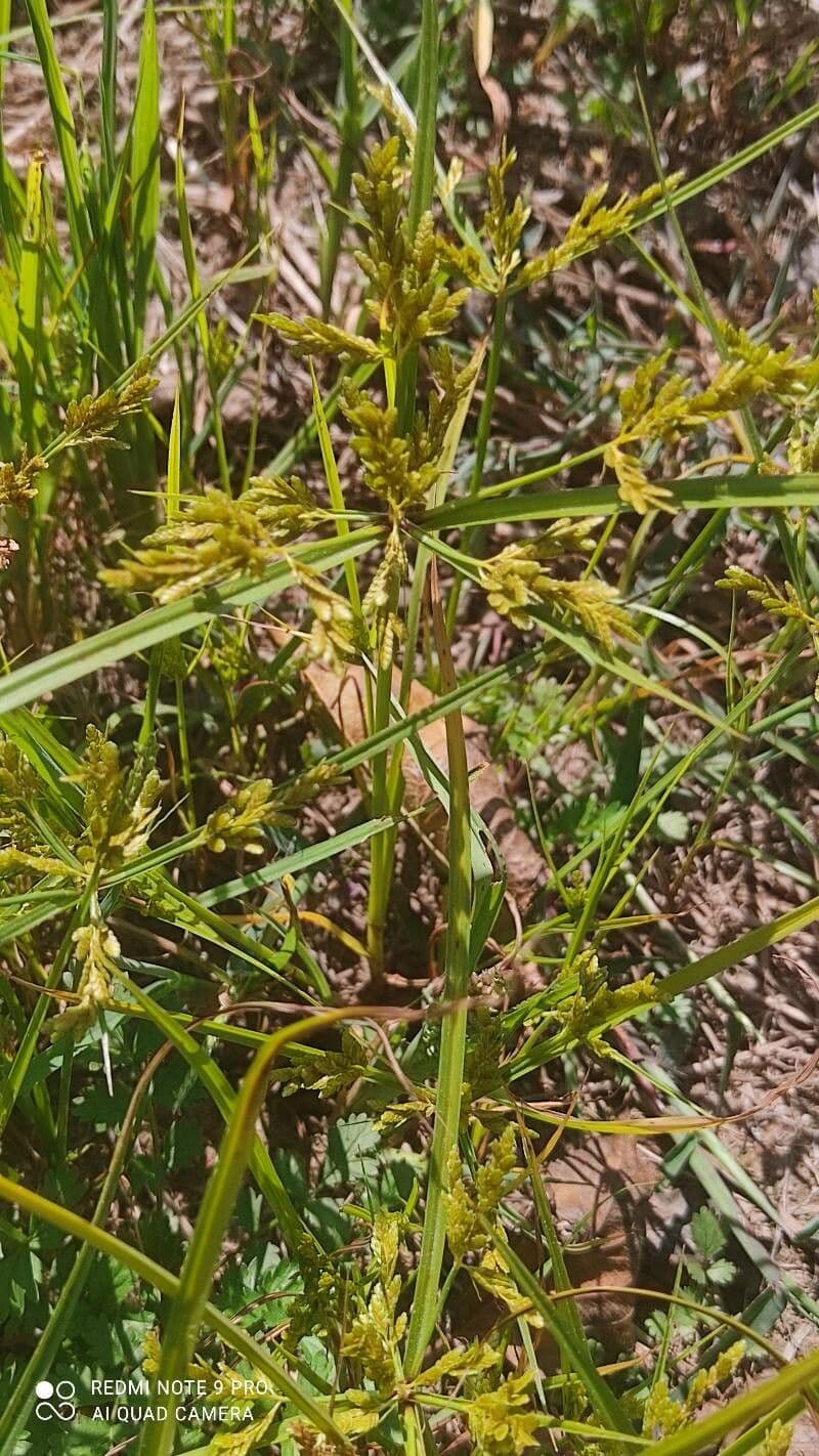 Cyperus iria