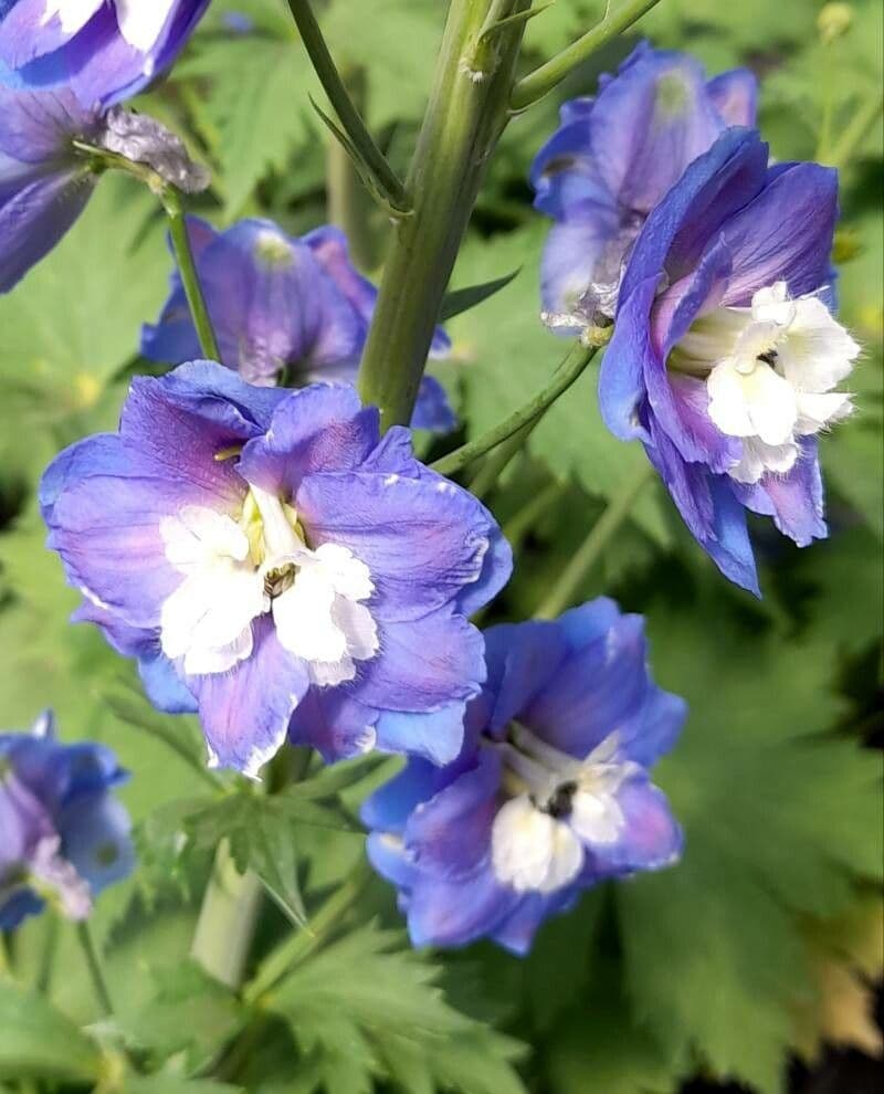 Delphinium elatum