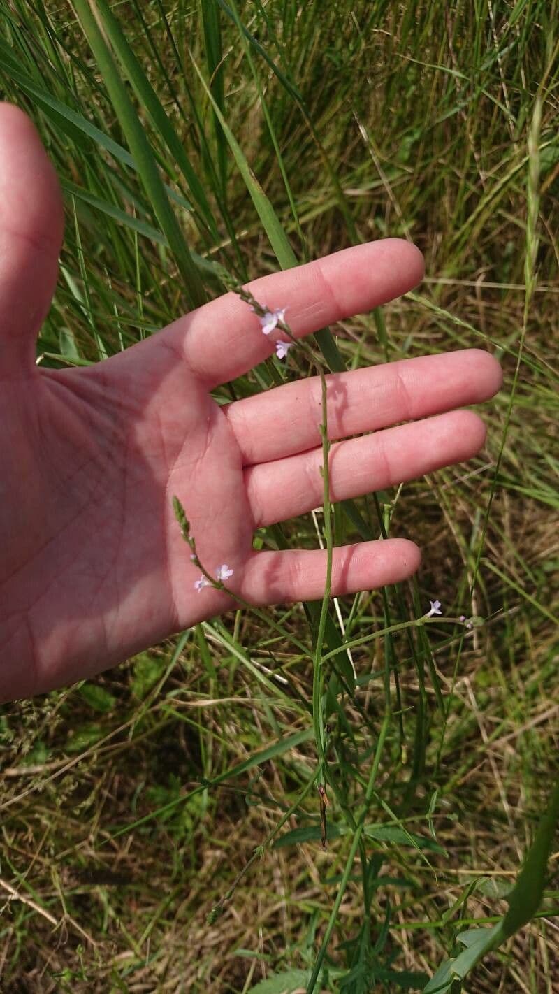 Verbena halei