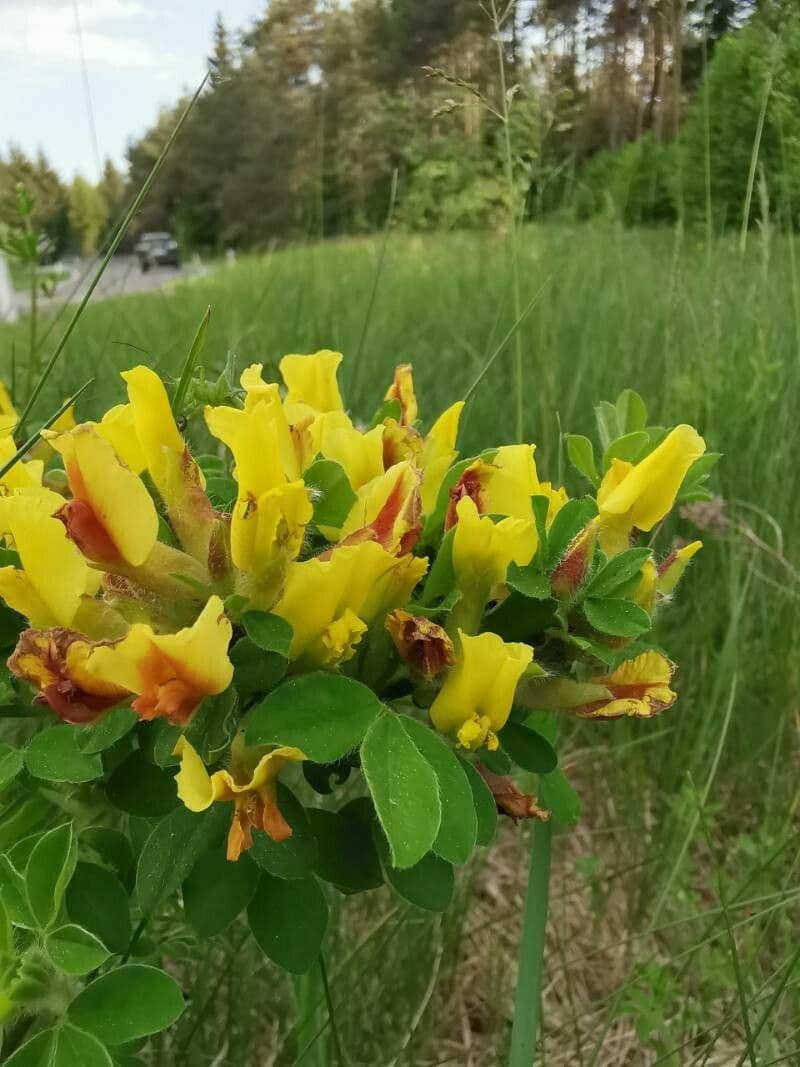 Chamaecytisus supinus