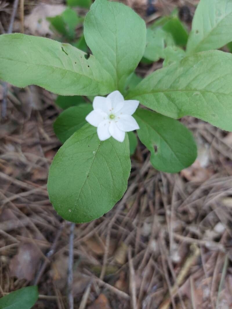 Lysimachia europaea