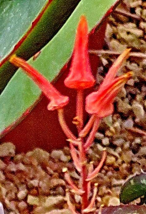 Aloe rauhii