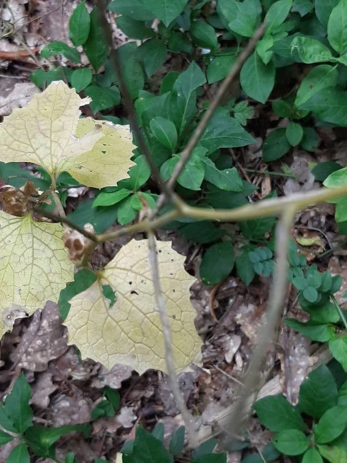 Vitis rotundifolia