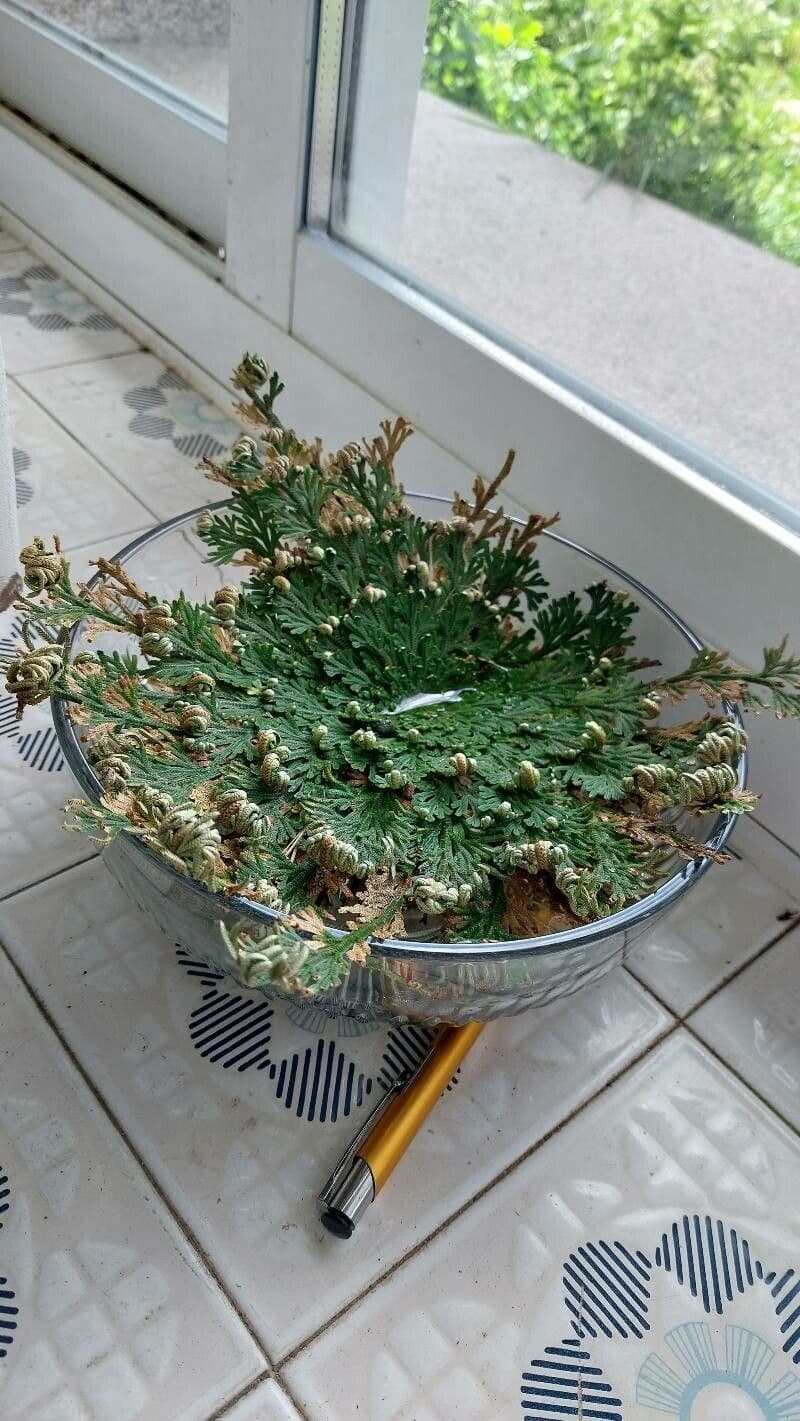 Selaginella lepidophylla