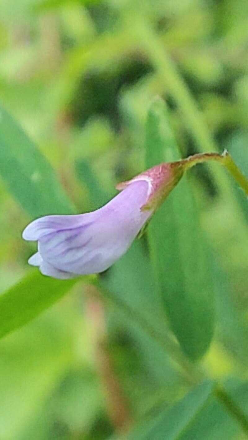 Vicia tetrasperma