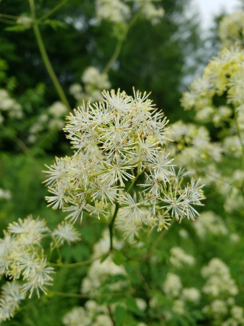 Thalictrum pubescens