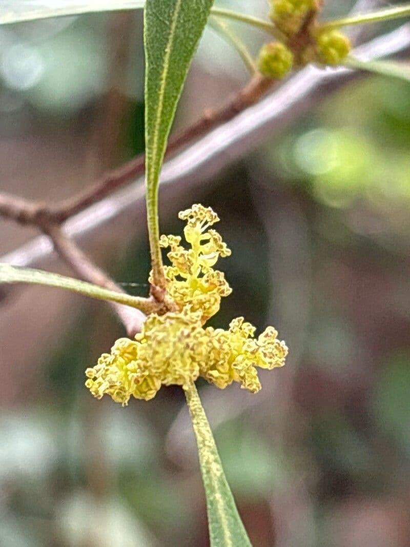 Myrica cerifera