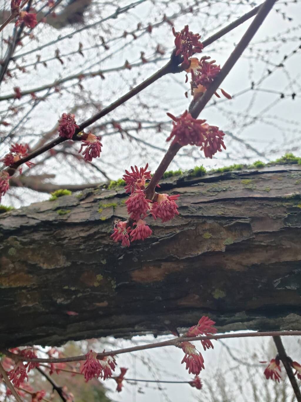 Cercidiphyllum japonicum