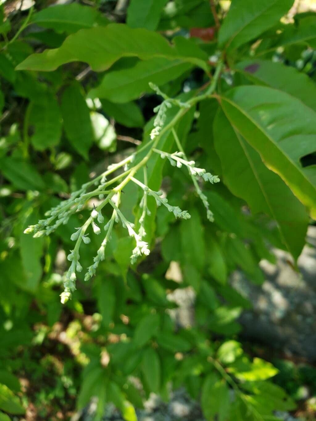 Oxydendrum arboreum