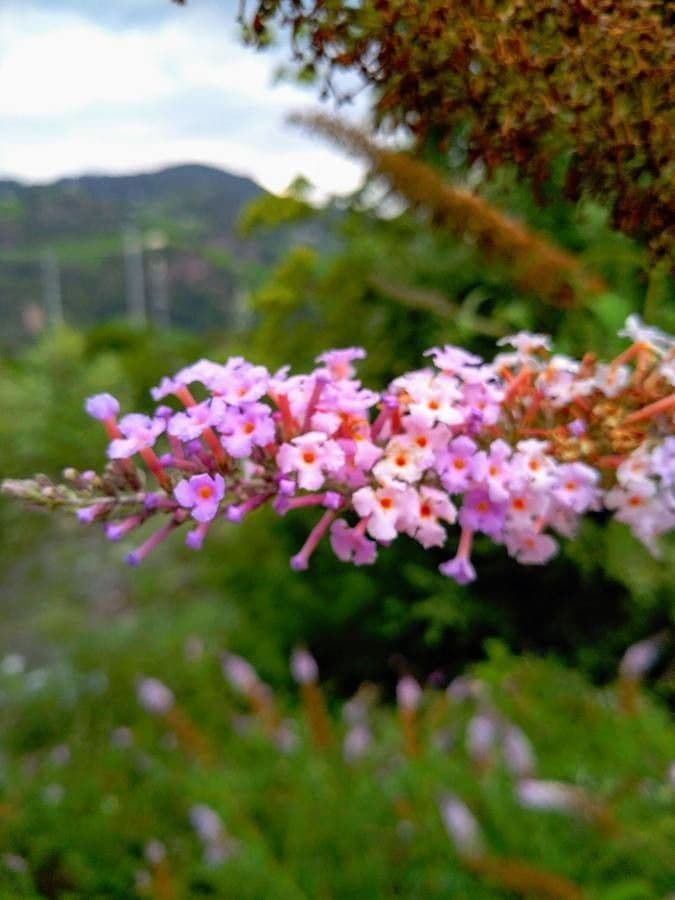 Buddleja davidii