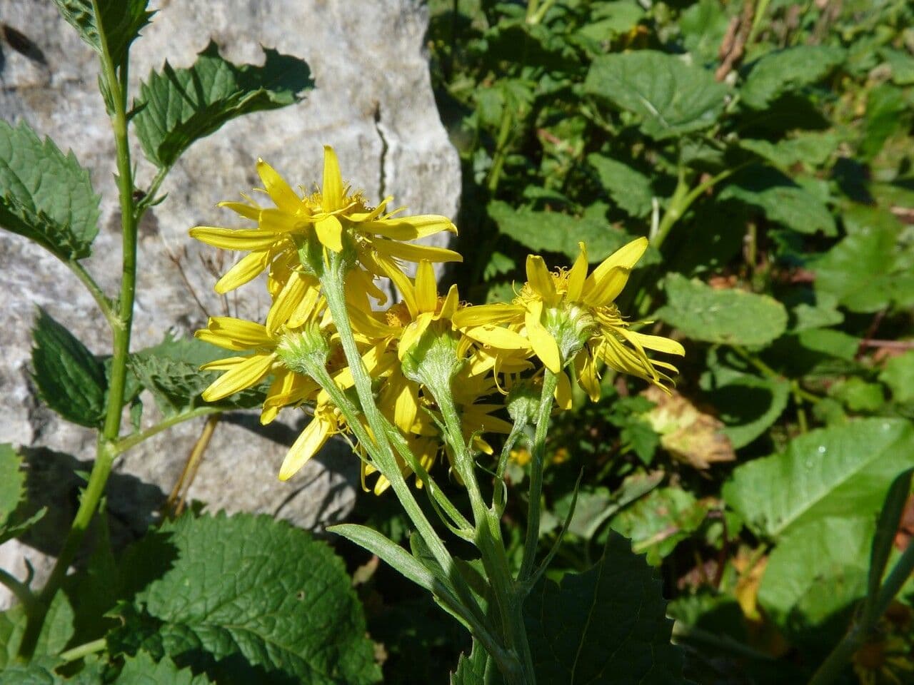 Jacobaea alpina