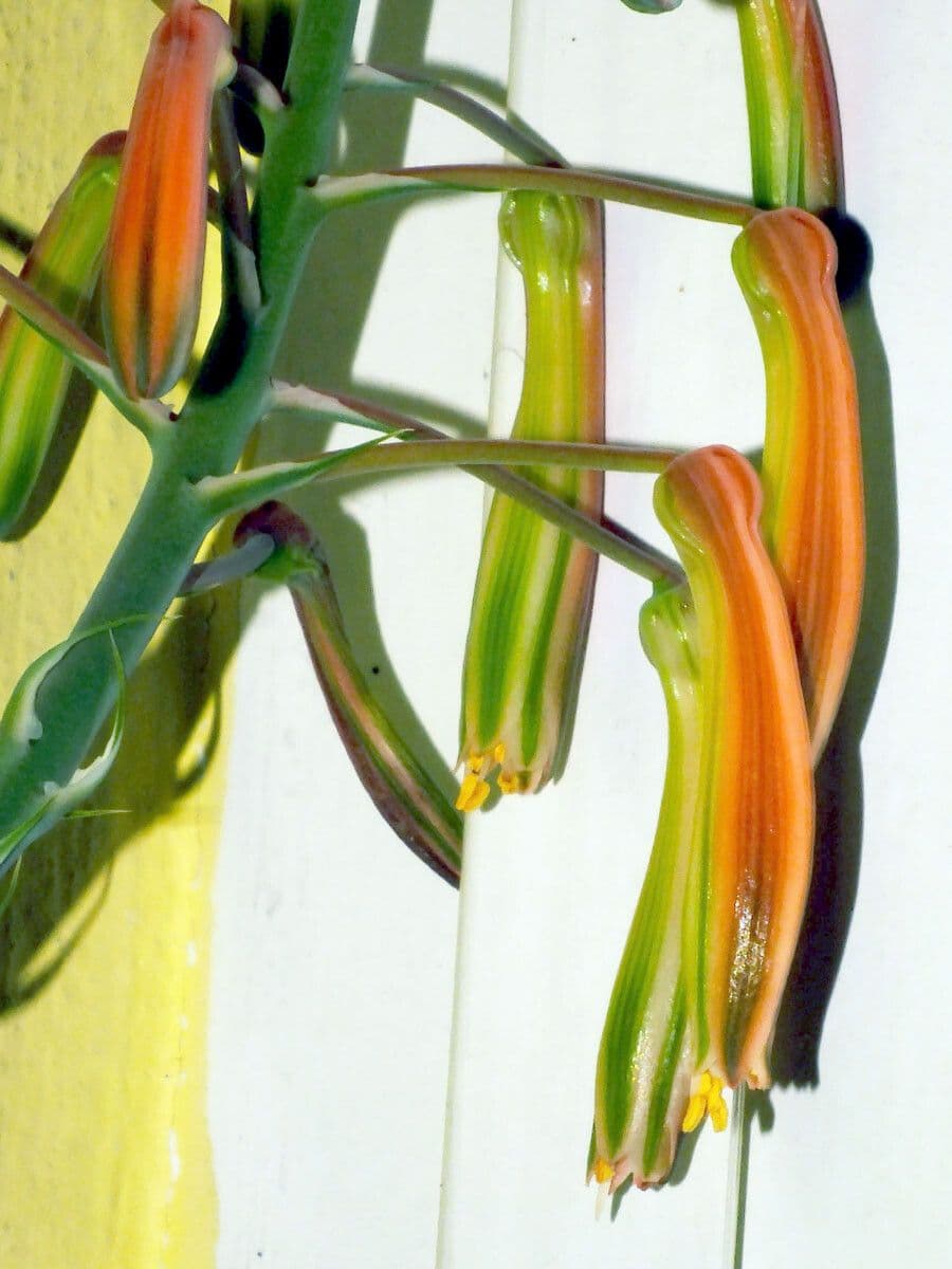 Aristaloe aristata