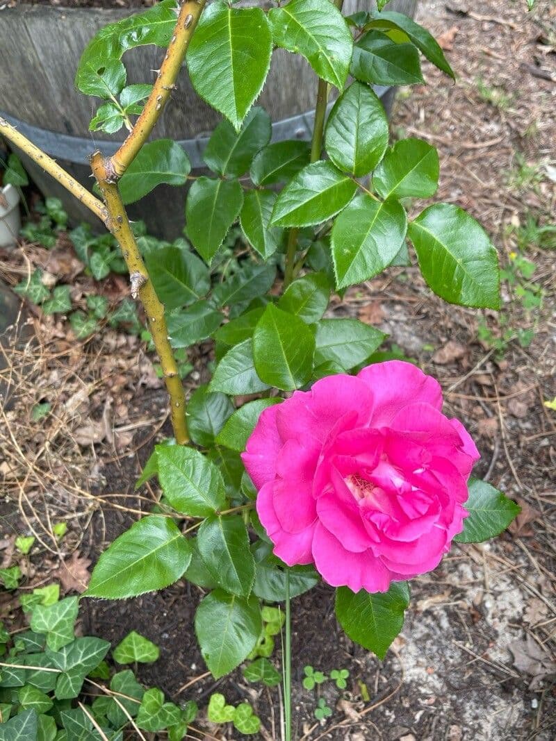 Rosa damascena
