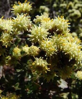 Baccharis halimifolia