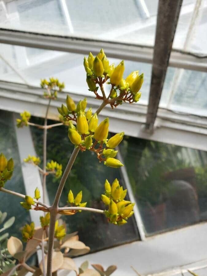 Kalanchoe orgyalis