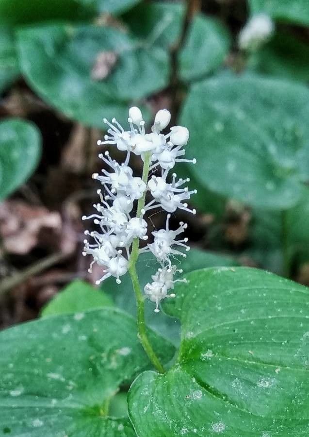 Maianthemum canadense