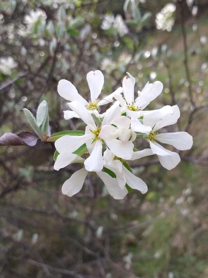 Amelanchier ovalis