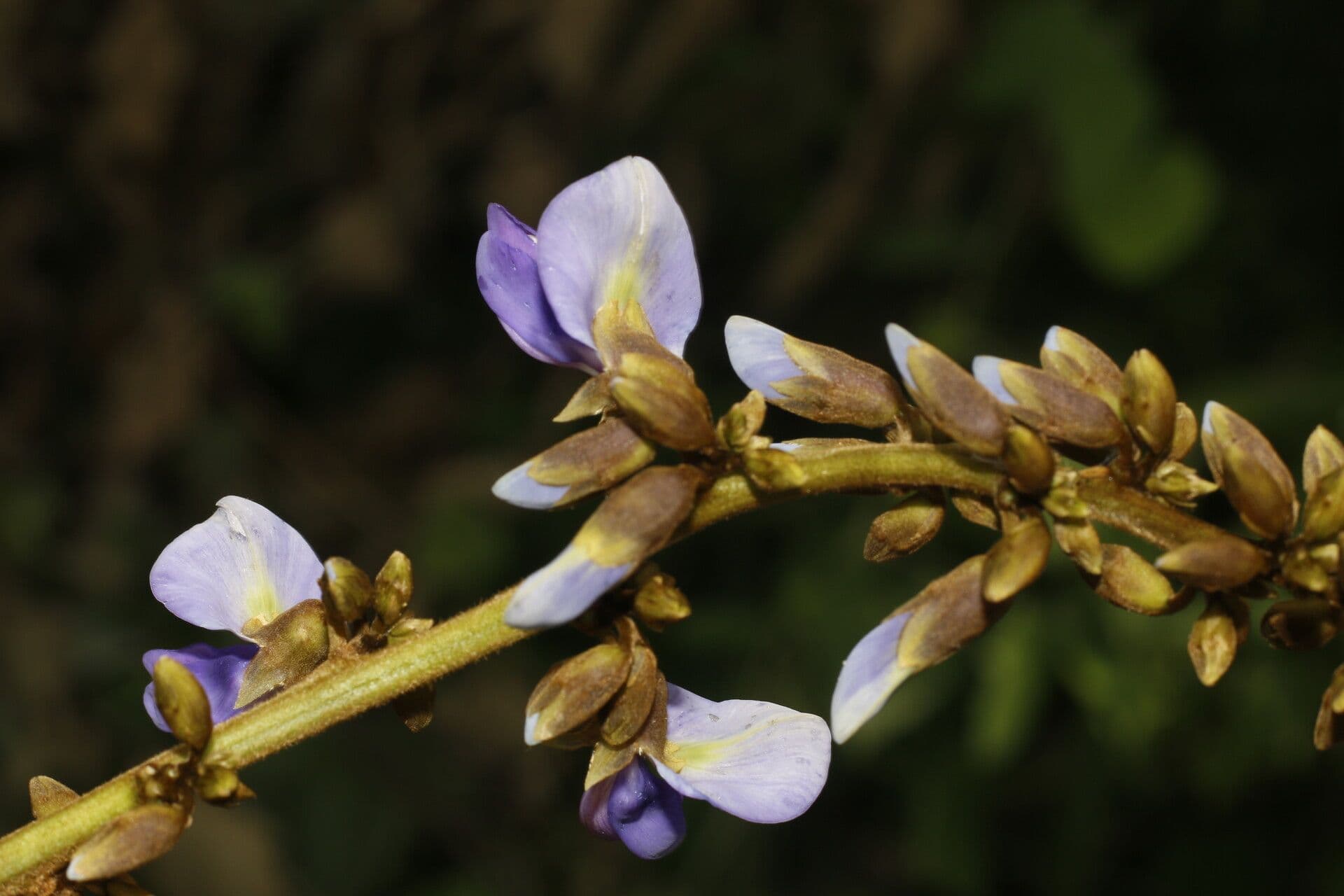 Pachyrhizus erosus