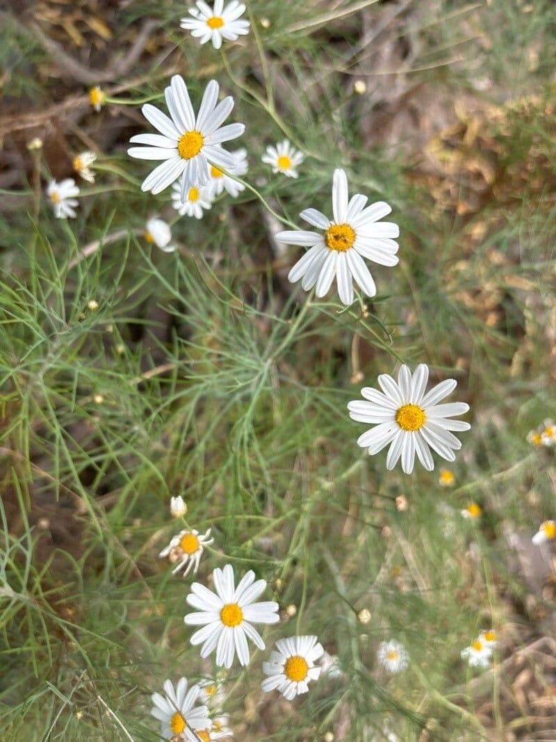 Argyranthemum foeniculaceum