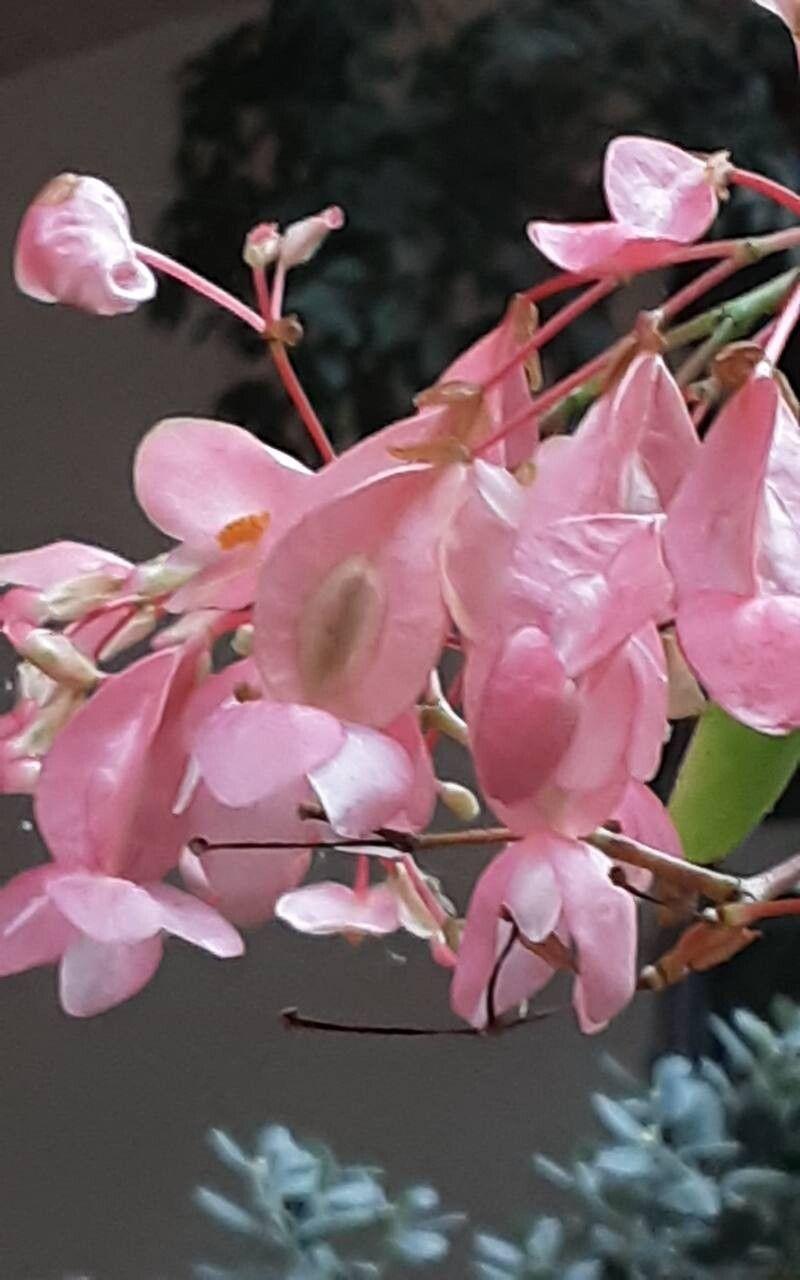 Begonia maculata