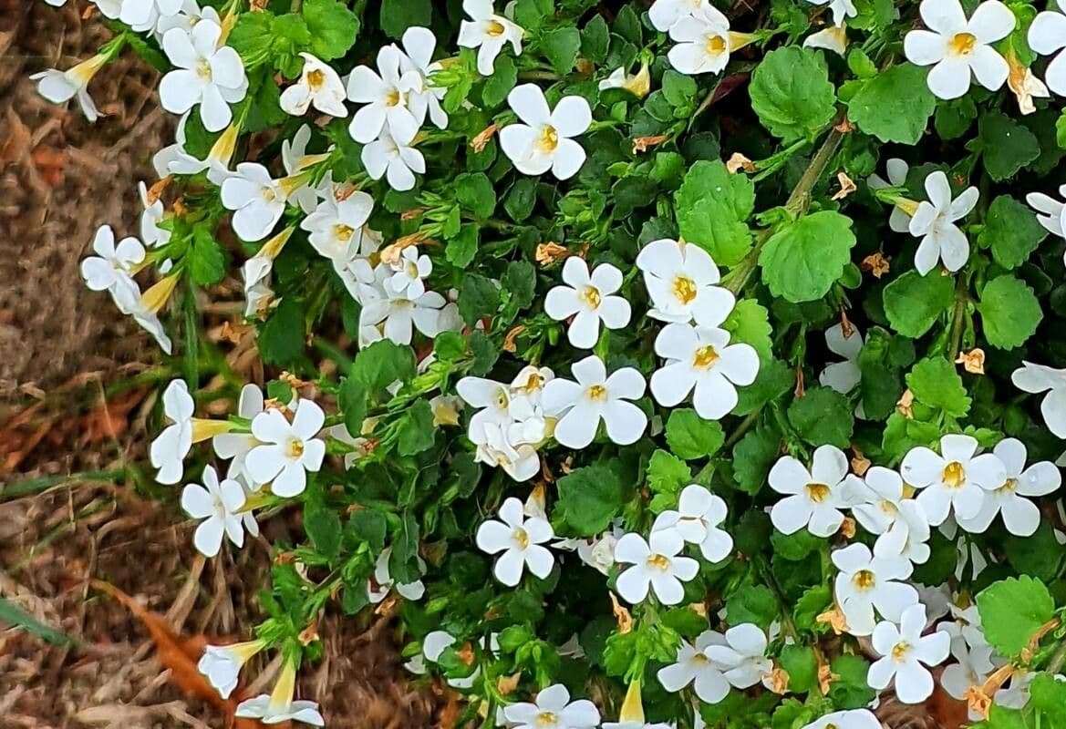 Bacopa repens