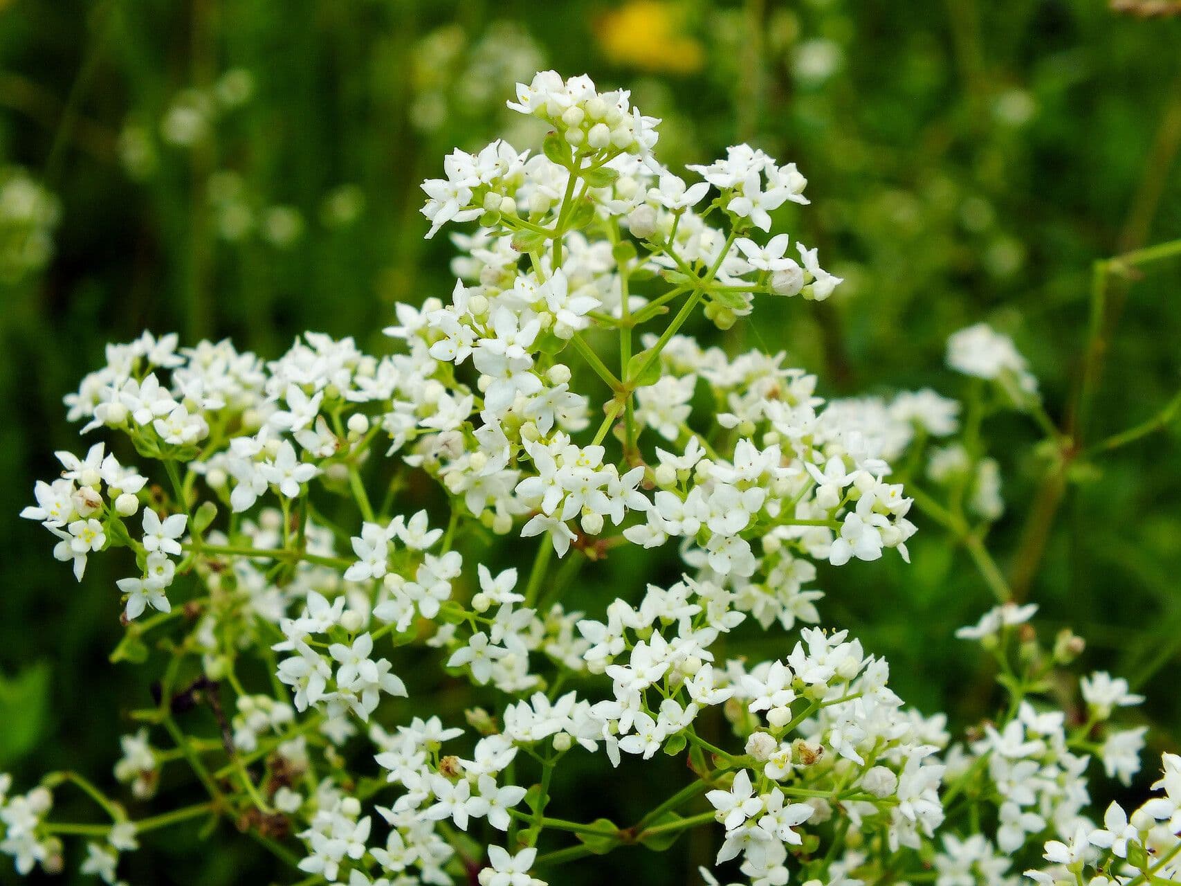 Galium boreale