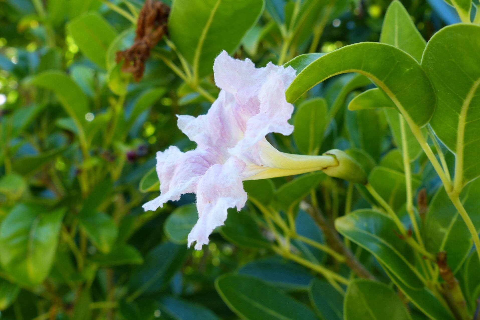 Tabebuia pallida