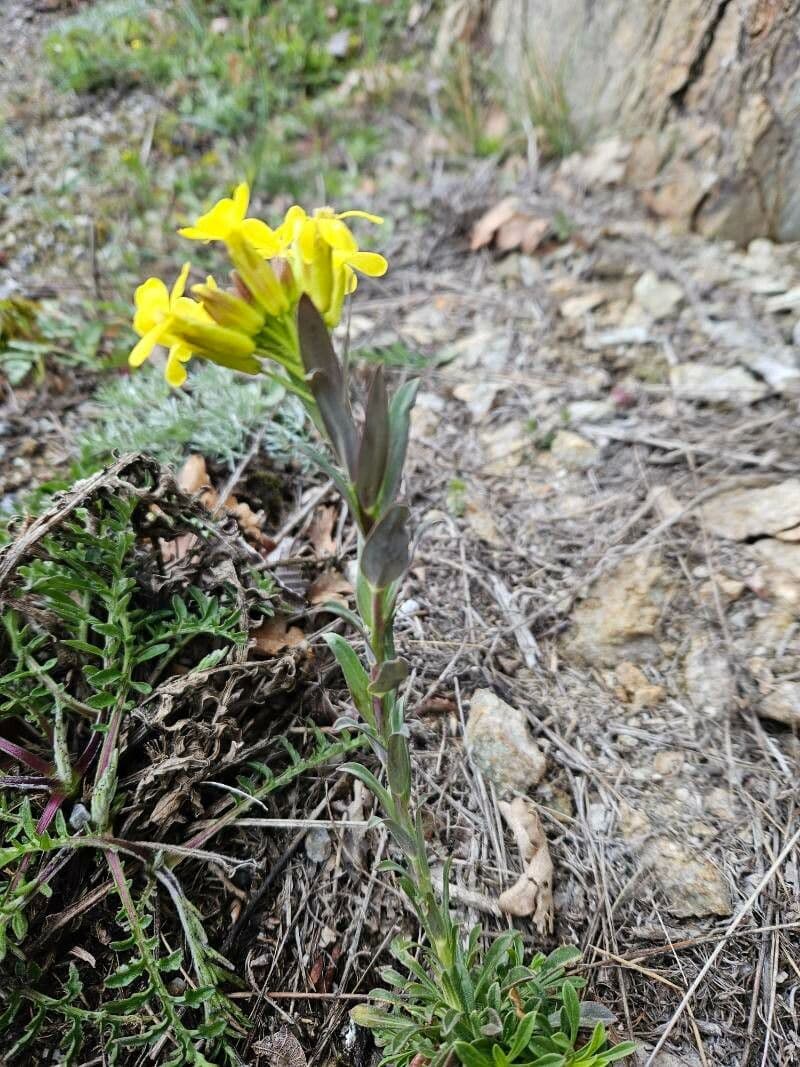 Alyssoides utriculata