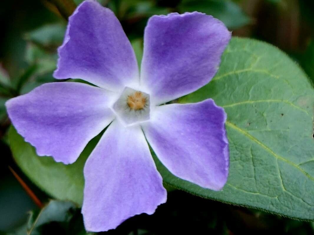 Vinca major