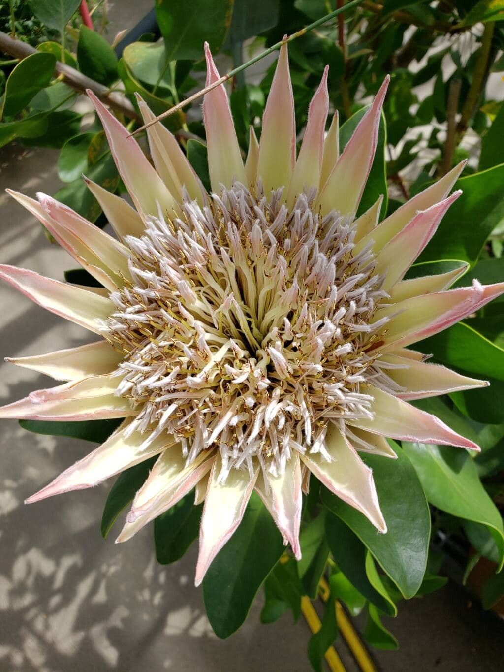 Protea cynaroides