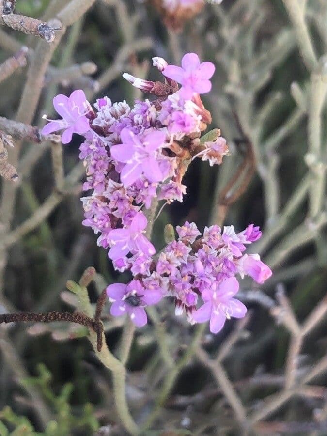 Limonium tuberculatum