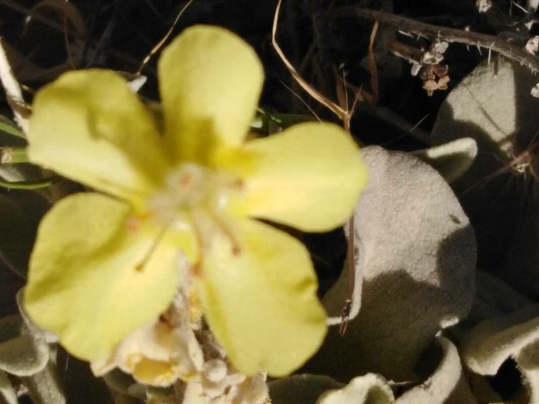 Verbascum sinaiticum