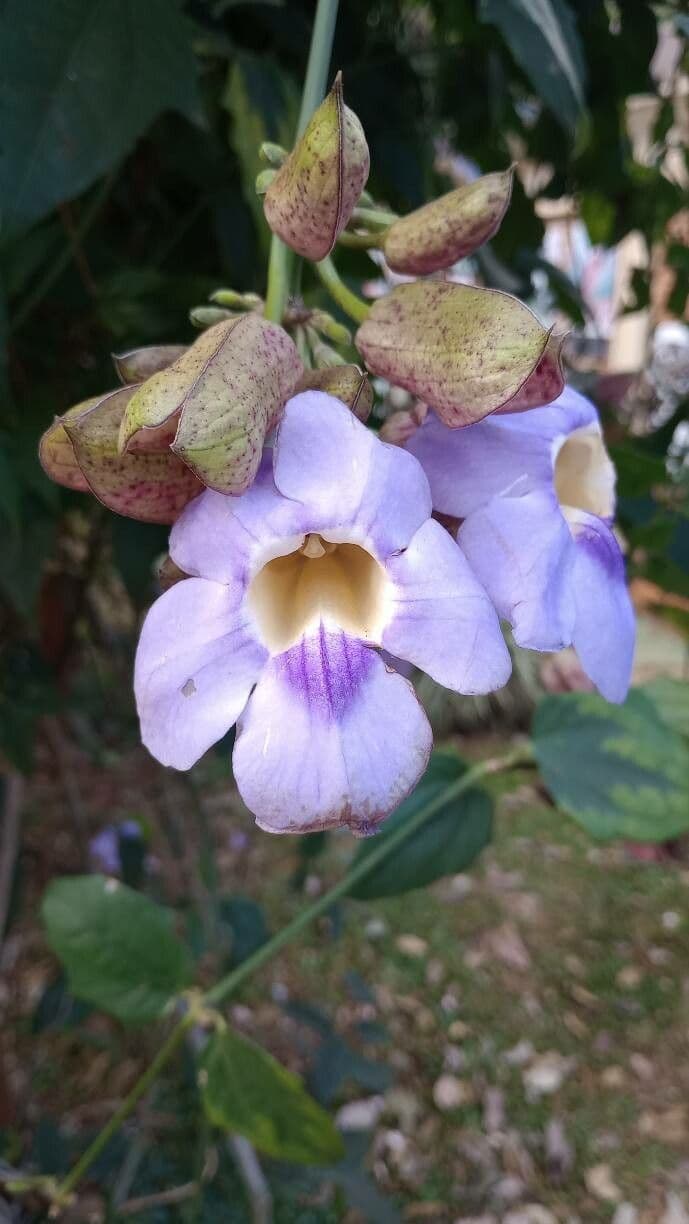 Thunbergia grandiflora