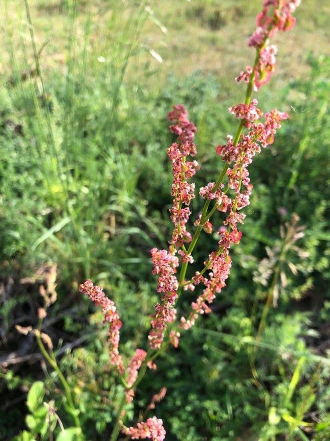 Rumex acetosa