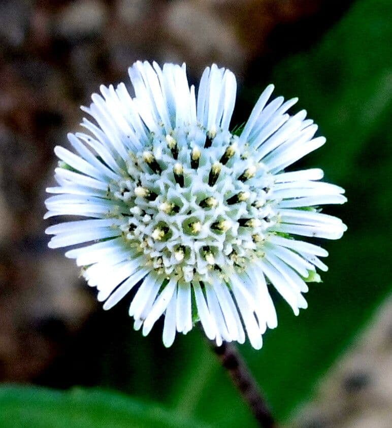 Eclipta prostrata