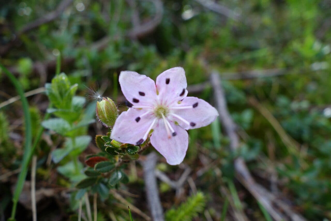 Rhodothamnus chamaecistus
