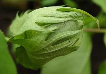 Gossypium arboreum