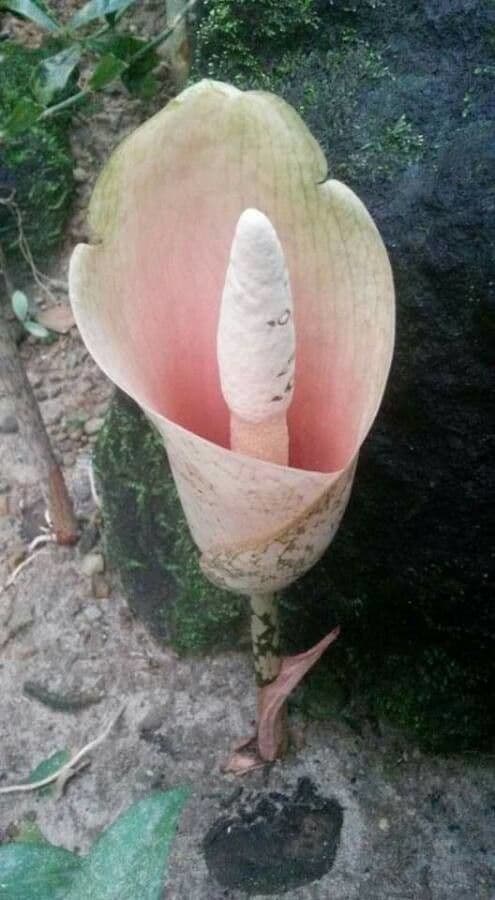 Amorphophallus bulbifer