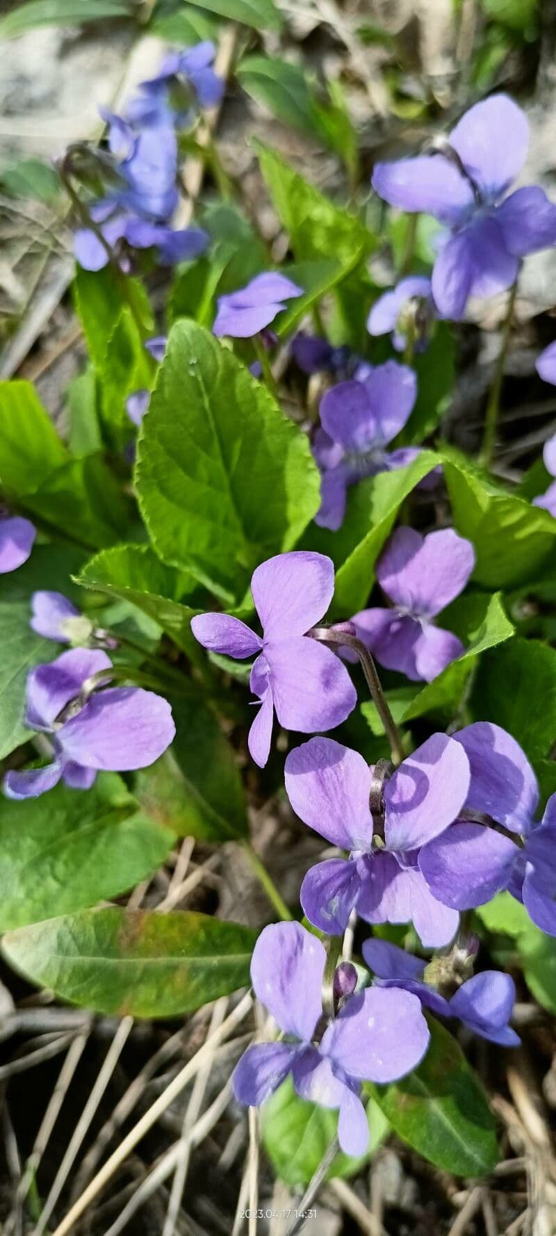 Viola hirta