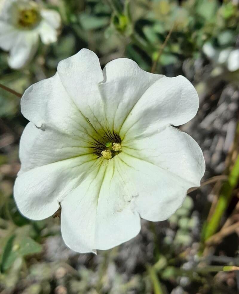 Petunia axillaris