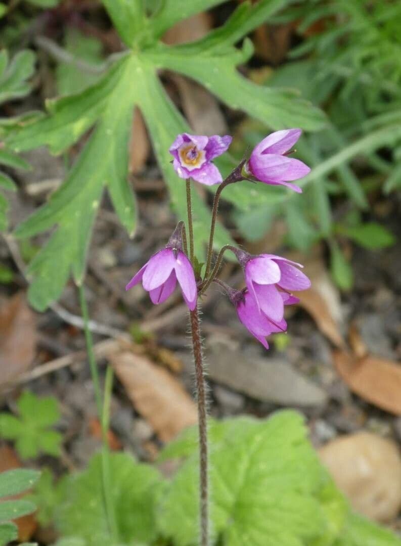 Primula matthioli