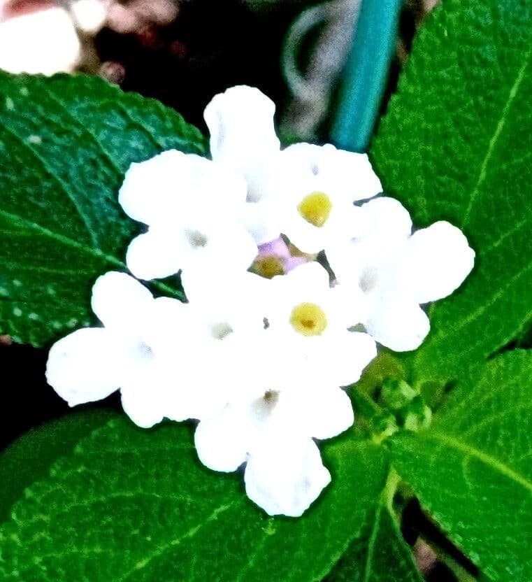 Lantana involucrata