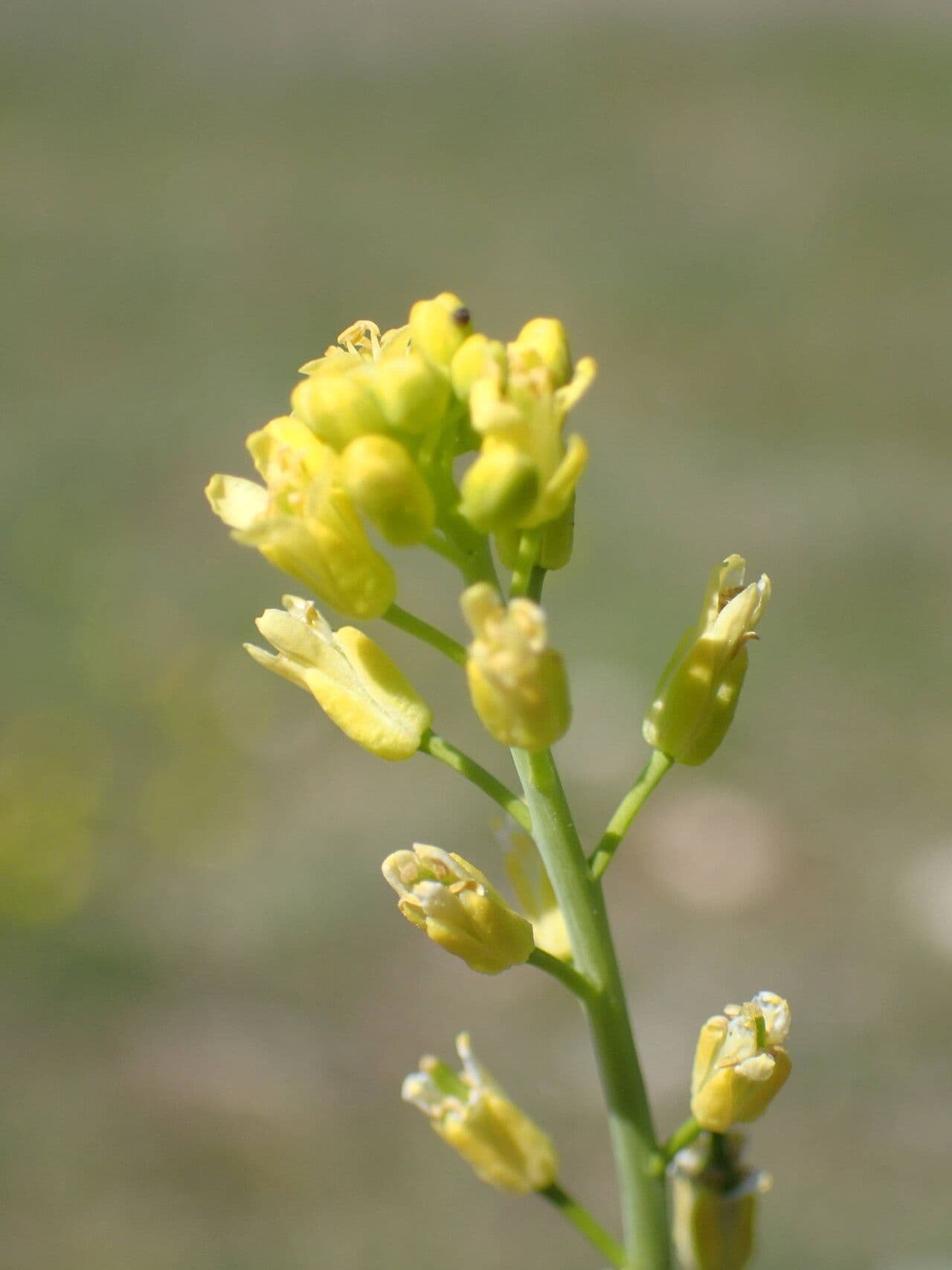 Myagrum perfoliatum