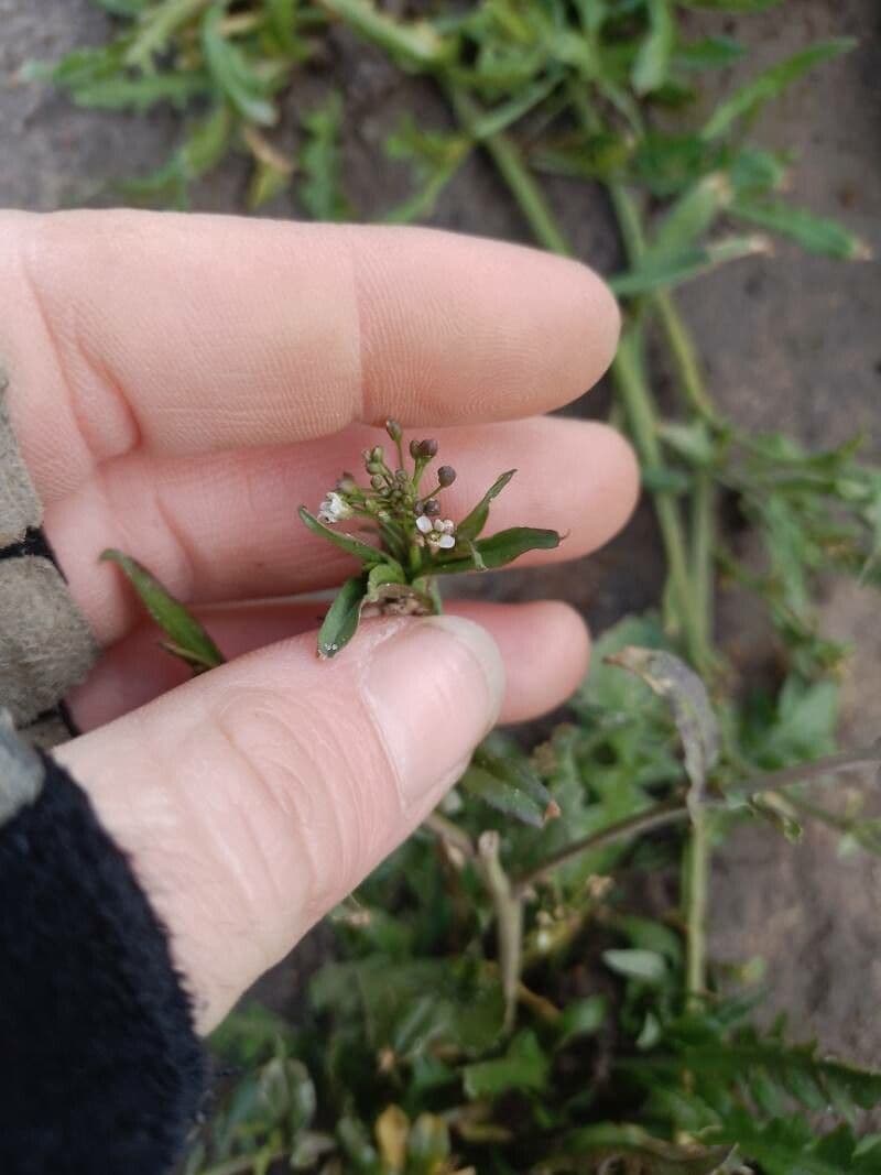 Capsella bursa-pastoris