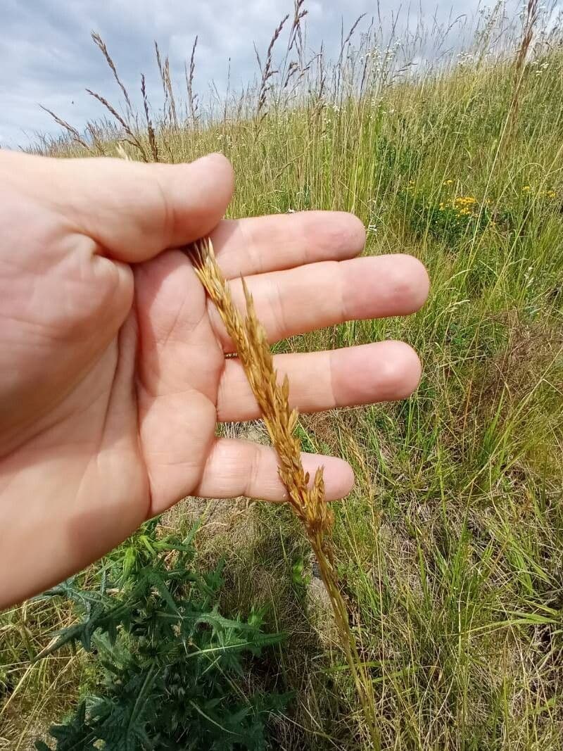 Sorghastrum nutans