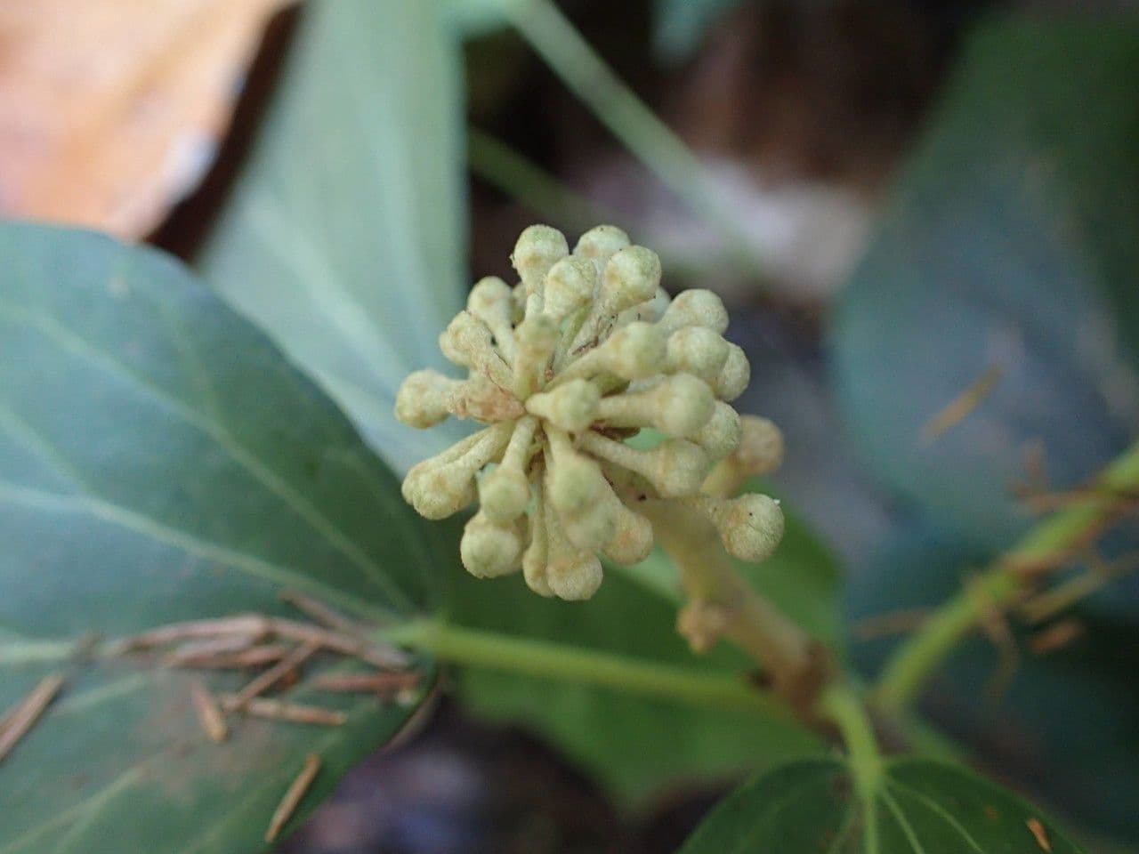 Hedera canariensis