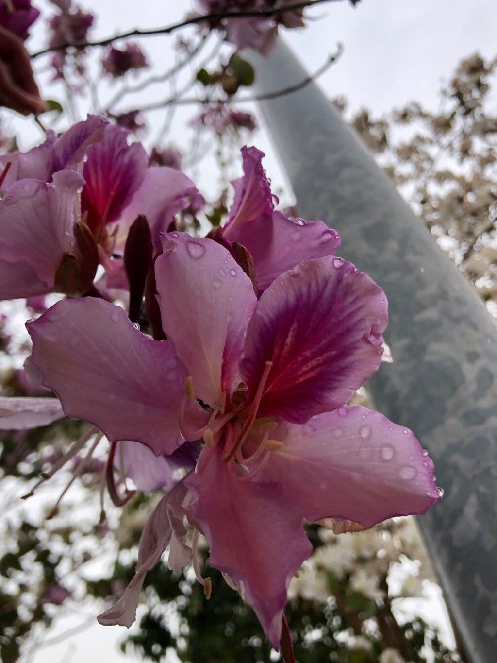 Bauhinia purpurea